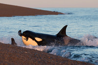 An orca stranding at Punta Norte, Argentina