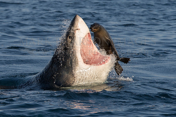 Predator and prey eye to eye as a white shark misses a seal at Seal Island, South Africa