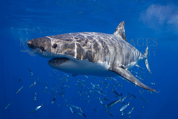 A white shark at Isla Guadalupe, Mexico