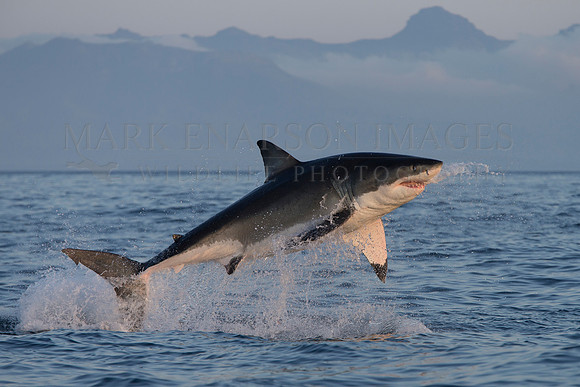 A white shark sails through the air after missing a seal at Seal Island, South Africa