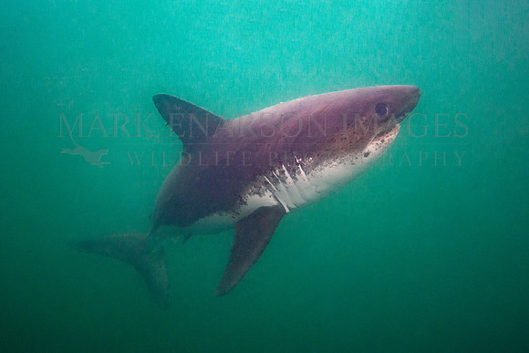 A salmon shark hunts the cold waters of Prince William Sound, Alaska