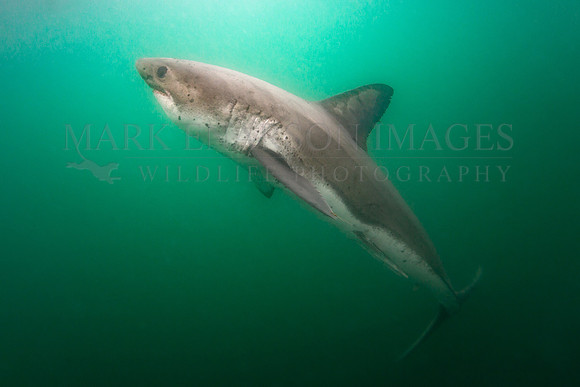 A salmon shark hunts the cold green waters of Prince William Sound, Alaska