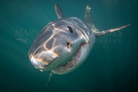 A white shark near Seal Island, South Africa