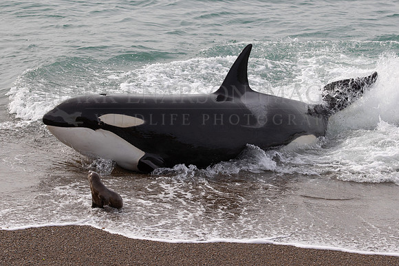 An orca on the beach after a failed attack, at Punta Norte, Argentina