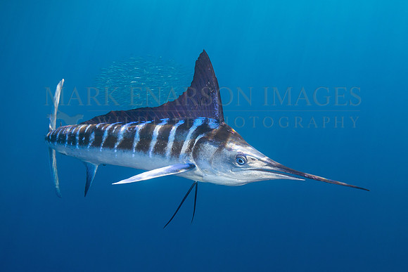A striped marlin hunting sardines, near Magdalena Bay, Mexico