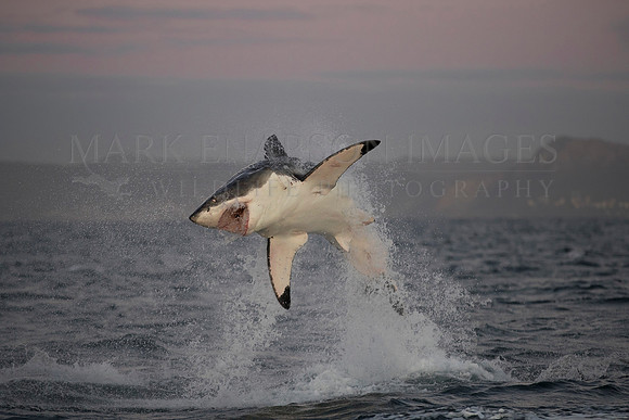 A white shark breaches through a group of Cape fur seals off Seal Island, South Africa