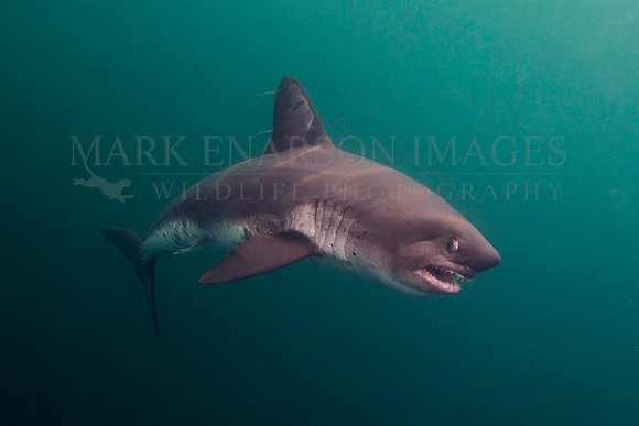 A salmon shark hunts the cold waters of Prince William Sound, Alaska