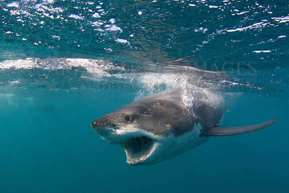 A white shark hunts off the Star Keys at Chatham Island, New Zealand