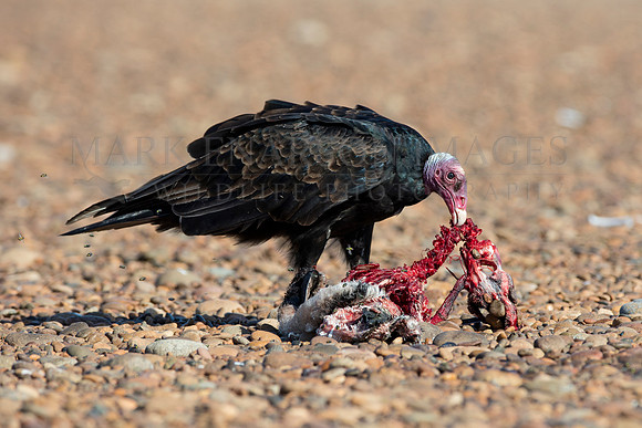 A turkey vulture scavenges a dead Magellanic penguin at Punta Norte, Argentina