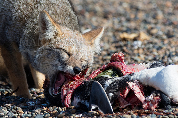 A gray fox scavenges a dead Magellanic penguin at Punta Norte, Argentina
