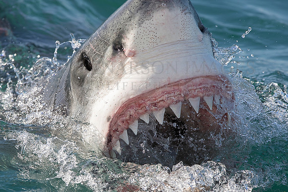 The awesome teeth of a white shark at Seal Island, South Africa