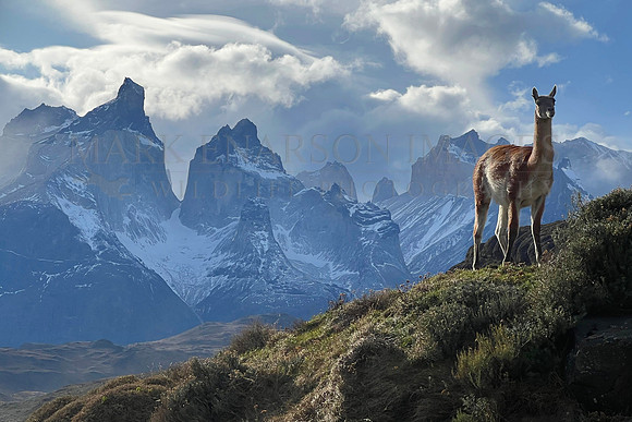 A guanaco in front of Los Cuernos "(The Horns"), at Torres del Paine, Chile
