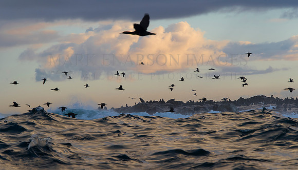 Cape cormorants leaving Seal Island to feed