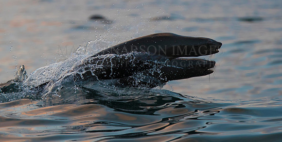 A pair of Cape fur seals race through the danger zone surrounding Seal Island, in the early morning