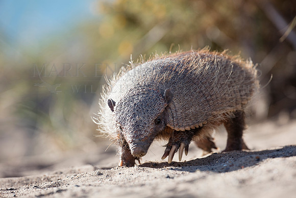 A hairy armadillo at Punta Norte, Argentina