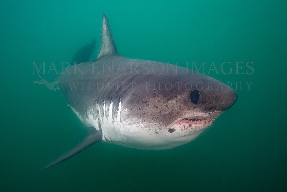 A salmon shark hunts the cold waters of Prince William Sound, Alaska