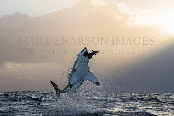 A large white shark breaches on the decoy in the soft morning light off Seal Island, South Africa