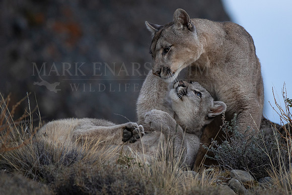 A puma cub with her mother, at Torres del Paine, Chile