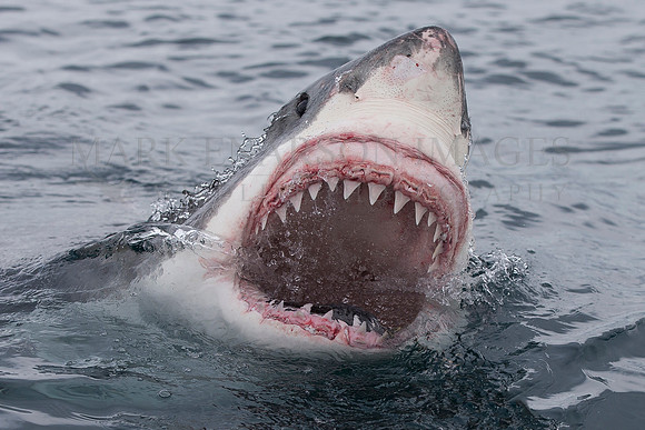 A white shark lunges at the surface off Stewart Island, New Zealand