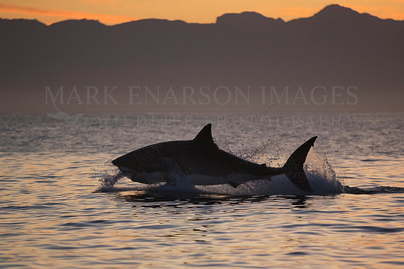 A large white shark catches a seal at Seal Island, South Africa, silhouetted against the sunrise