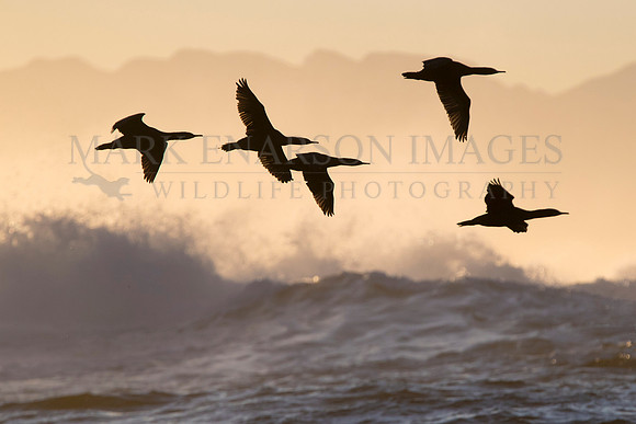 Cape Cormorants leaving Seal Island, South Africa in the early morning light