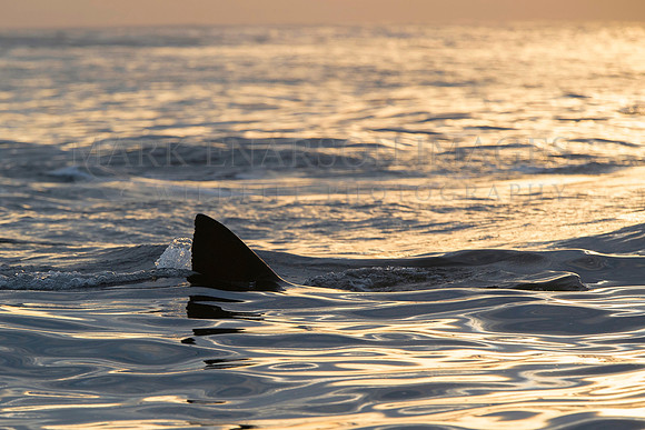 A white shark carries its kill through the water lit by early morning light off Seal Island, South Africa