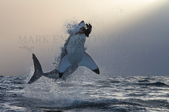 A large white shark breaches on the decoy in the soft morning light off Seal Island, South Africa