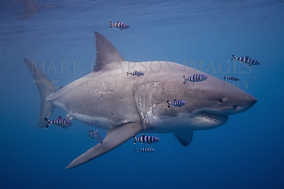 A large female white shark surrounded by pilot fish at Isla Guadalupe, Mexico