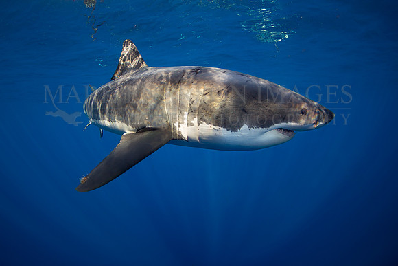 A white shark at Isla Guadalupe, Mexico