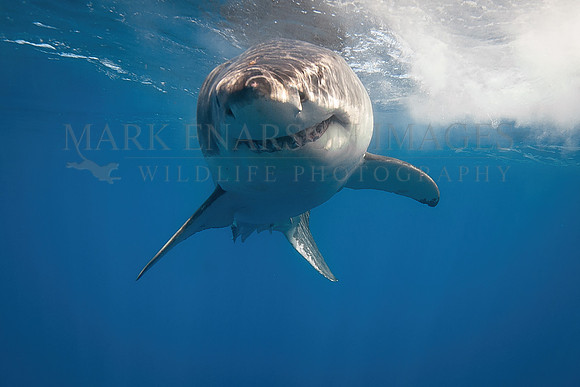 A white shark at Isla Guadalupe, Mexico