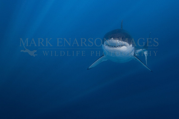A white shark at Isla Guadalupe, Mexico