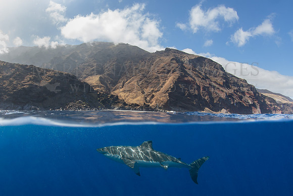A white shark at Isla Guadalupe, Mexico
