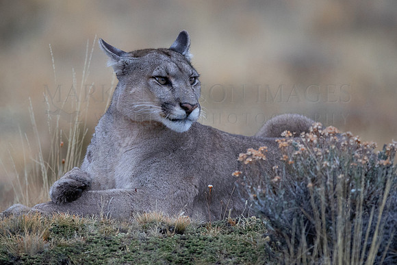 A puma rests after a hunt, at Torres del Paine, Chile