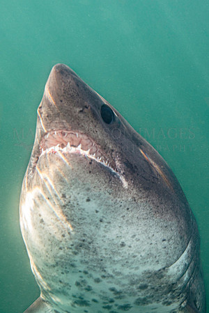 A salmon shark ascends in sunny surface waters at Prince William Sound, Alaska