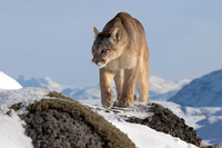 A puma patrols the mountainous terrain of Torres del Paine in southern Chile
