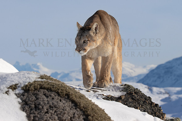 A puma patrols the mountainous terrain of Torres del Paine in southern Chile