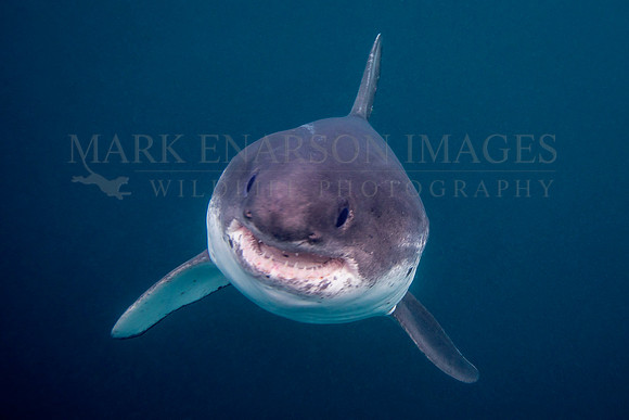 An approaching salmon shark in the cold waters of Prince William Sound, Alaska
