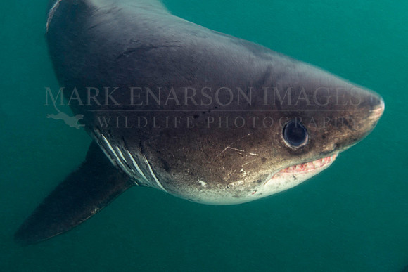 A curious salmon shark in Prince William Sound, Alaska