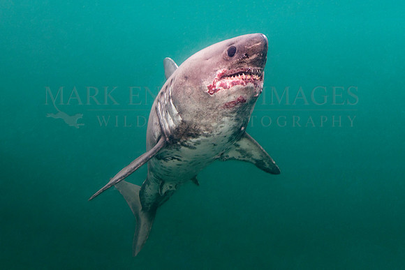 A salmon shark hunts the cold waters of Prince William Sound, Alaska