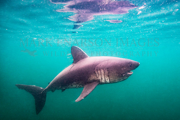 A salmon shark hunts the cold waters of Prince William Sound, Alaska