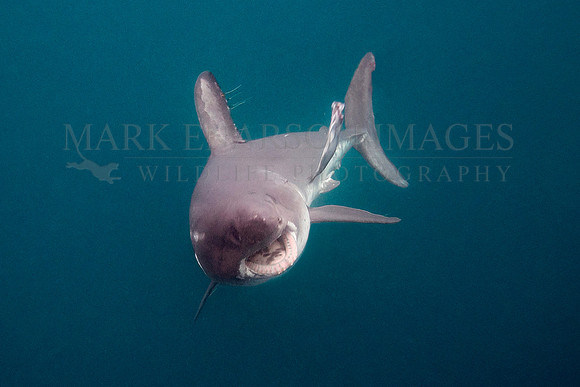 A salmon shark lunges for a herring in Prince William Sound, Alaska