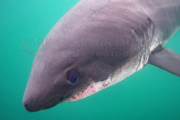 A salmon shark hunts the cold waters of Prince William Sound, Alaska