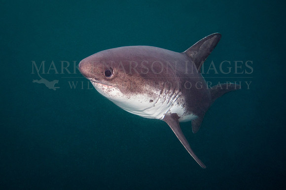 A salmon shark rises out of the frigid depths of Prince William Sound, Alaska