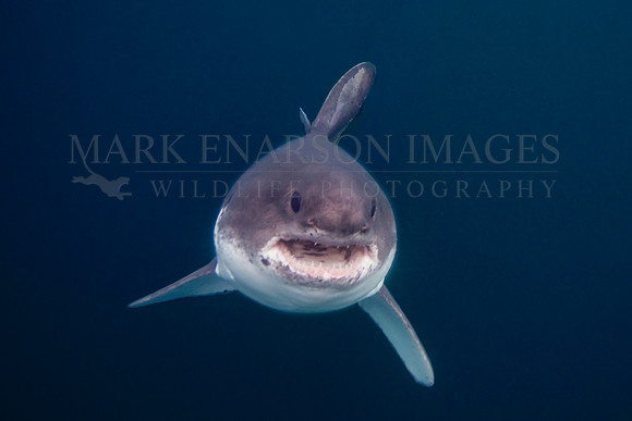 A salmon shark rises out of the frigid depths of Prince William Sound, Alaska