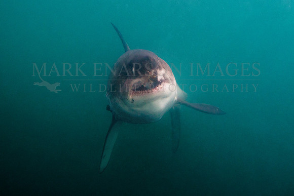 A salmon shark grabs a herring in its jaws in Prince William Sound, Alaska