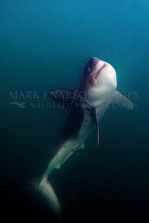 A salmon shark rises out of the dark, frigid depths of Prince William Sound, Alaska