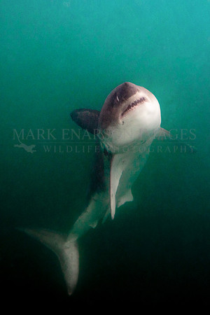 A salmon shark hunts the cold waters of Prince William Sound, Alaska