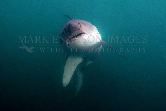 A salmon shark with a herring in its jaws at Prince William Sound, Alaska