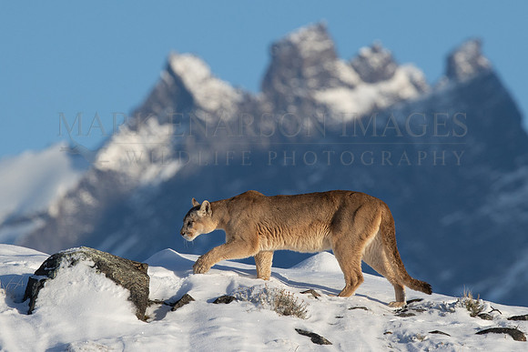 A puma crosses a ridge in the high country of Torres del Paine National Park, Chile