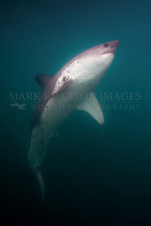 A salmon shark hunts the cold waters of Prince William Sound, Alaska